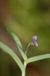 Nakedstem dewflower